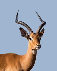 Male Impala Portrait Isolated on Blue