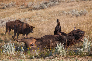 The Noble American Bison