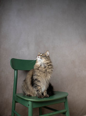 Adorable Fluffy Tabby Cat Sitting on Green Chair