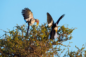 Southern Yellow-billed Hornbills during Breeding Season in Botswana, Africa