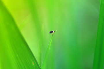 ladybug on green leaf