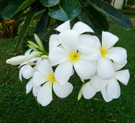 Obraz na płótnie Canvas White frangipani flowers