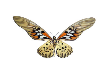 Exotic insects (butterflies, beetles, spiders, scorpions) isolated on white background.