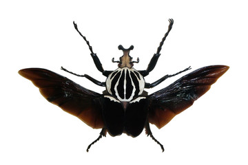 Exotic insects (butterflies, beetles, spiders, scorpions) isolated on white background.