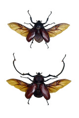 Exotic insects (butterflies, beetles, spiders, scorpions) isolated on white background.