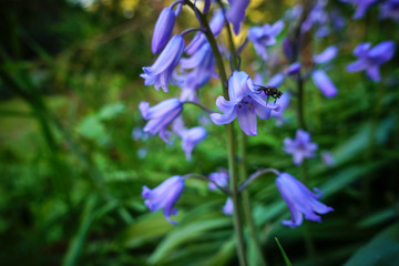 A lush, healthy garden that creatures live in.