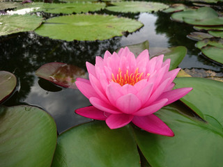 Lotus blossom blooming in pond