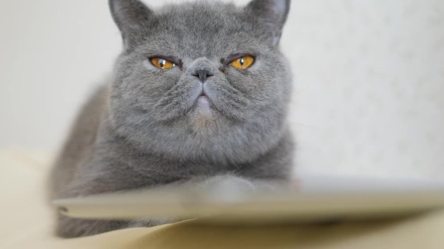 Grey shorthair cat with big yellow eyes close up.