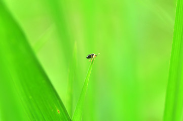 ladybug on leaf