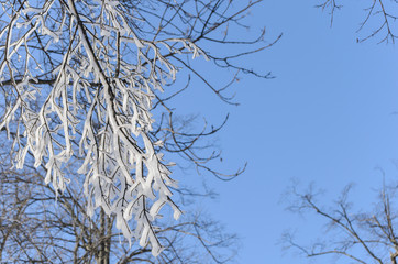 Icy tree branches against the blue sky.