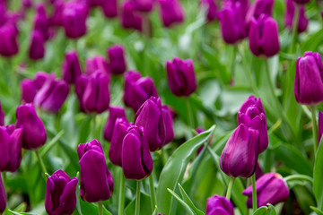Group of tulip flowrs blooming