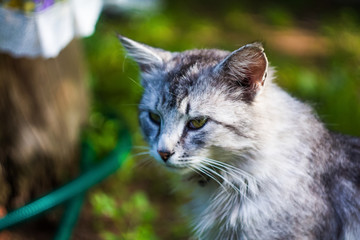 Beautiful cat looks at you on a background of green grass.