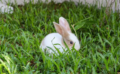 Little rabbit on green grass.
