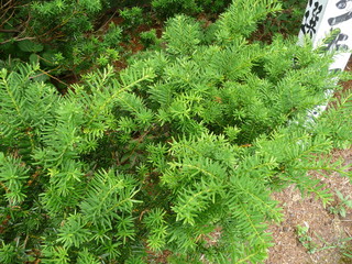 ダイセンキャラボク