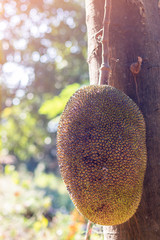 Jackfruit mature on the jackfruit tree
