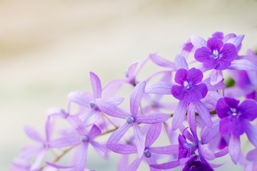 Obraz na płótnie Canvas Beautiful Purple Wreath(Petrea Volubilis) or Queen's Wreath,Sandpaper Vine decorated in garden with bokeh background. Flower,garden ening or outdoor concept.