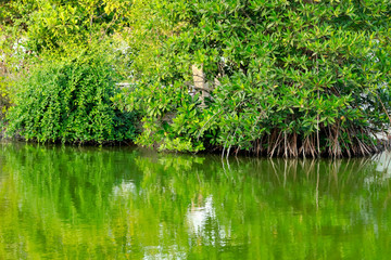 Obraz premium Mangrove trees on the swamp near the sea ,Thailand