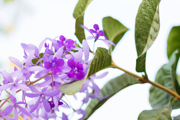 Beautiful Purple Wreath(Petrea Volubilis) or Queen's Wreath,Sandpaper Vine decorated in garden with bokeh background. Flower,garden ening or outdoor concept.
