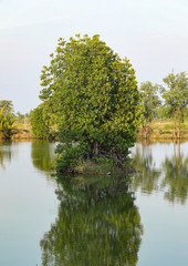 Mangrove trees on the swamp near the sea ,Thailand