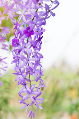 Obraz premium Beautiful Purple Wreath(Petrea Volubilis) or Queen's Wreath,Sandpaper Vine decorated in garden with bokeh background. Flower,garden ening or outdoor concept.