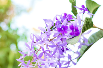 Beautiful Purple Wreath(Petrea Volubilis) or Queen's Wreath,Sandpaper Vine decorated in garden with bokeh background. Flower,garden ening or outdoor concept.