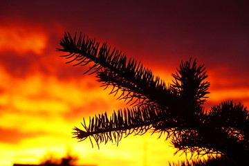 Fototapeta na wymiar sunrise through a branch of pine