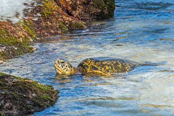 Large green sea turtle is showered by an incoming wave