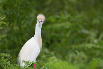 A Cattle Egret looking directly at the camera with the appearance of a feathery mohawk atop it's head.