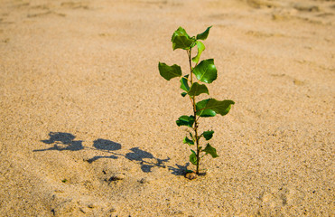 aspiring to the life of a flower sprouting through the sand