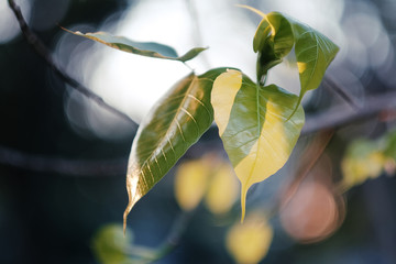 Pho leaf in sunset light background