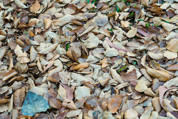 Dry leaves on the ground