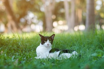 Black and white cat looking for something in garden