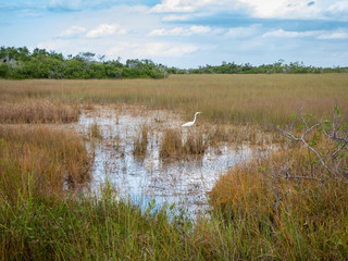 Grasses, trees, and a hunting egret in Everglades National Park, Miami, Florida, USA.