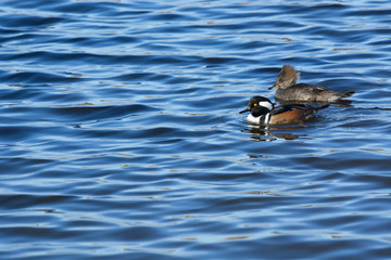 Male and female hooded merganser duck pair swimming on wind blown waves of lake