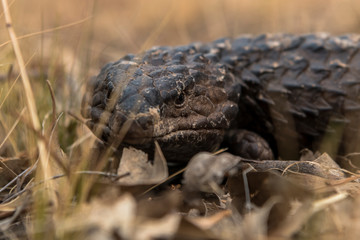 Sleepy lizard hiding on the ground, Outback, Australia, 