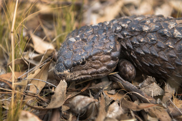 Sleepy lizard hiding on the ground, Outback, Australia, 