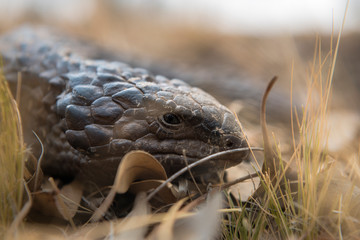 Sleepy lizard hiding on the ground, Outback, Australia, 