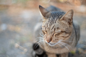 Fototapeta premium The striped cat sleeping , portrait of Thai cat