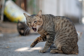The striped cat licking itself, portrait of Thai cat