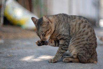 The striped cat licking itself, portrait of Thai cat