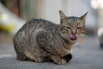 Naklejka na ściany i meble The striped cat walking at home, portrait of Thai cat