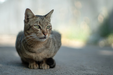 Fototapeta premium The striped cat walking at home, portrait of Thai cat