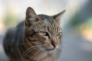 Portrait of striped cat looking, close up Thai cat
