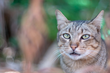 Naklejka na ściany i meble Portrait of striped cat looking, close up Thai cat
