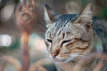 Portrait of striped cat looking, close up Thai cat