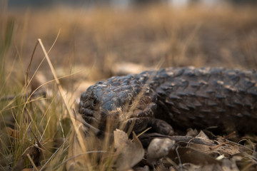 Sleepy lizard hiding on the ground, Outback, Australia, 