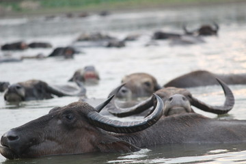 Buffalo in a river