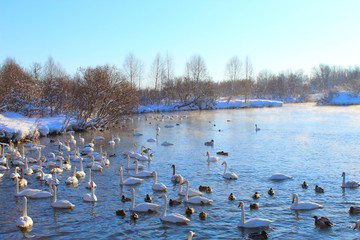 In winter, beautiful swans swim on the ice-free lake. Place of wintering swans, Altai, Siberia. Swan lake.