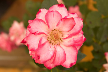 Beautiful rose with dew drops. Close up. Conceptual design for greeting card.