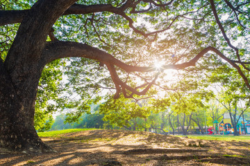 Beautiful Big rain tree in public park with sunshine through tree leaves in the morning over dry leaves on the ground.